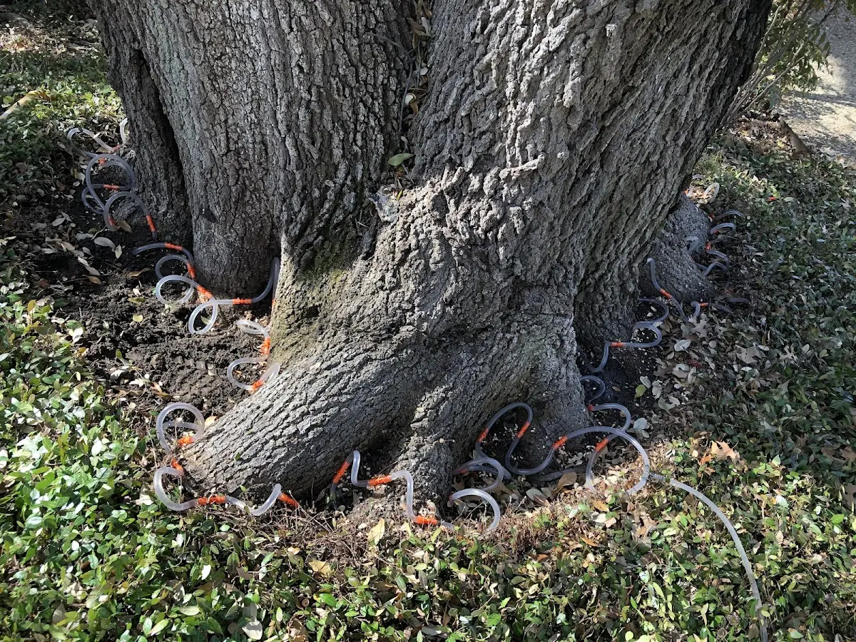 Detailed Tree Cabling and Bracing job site in Sun Valley